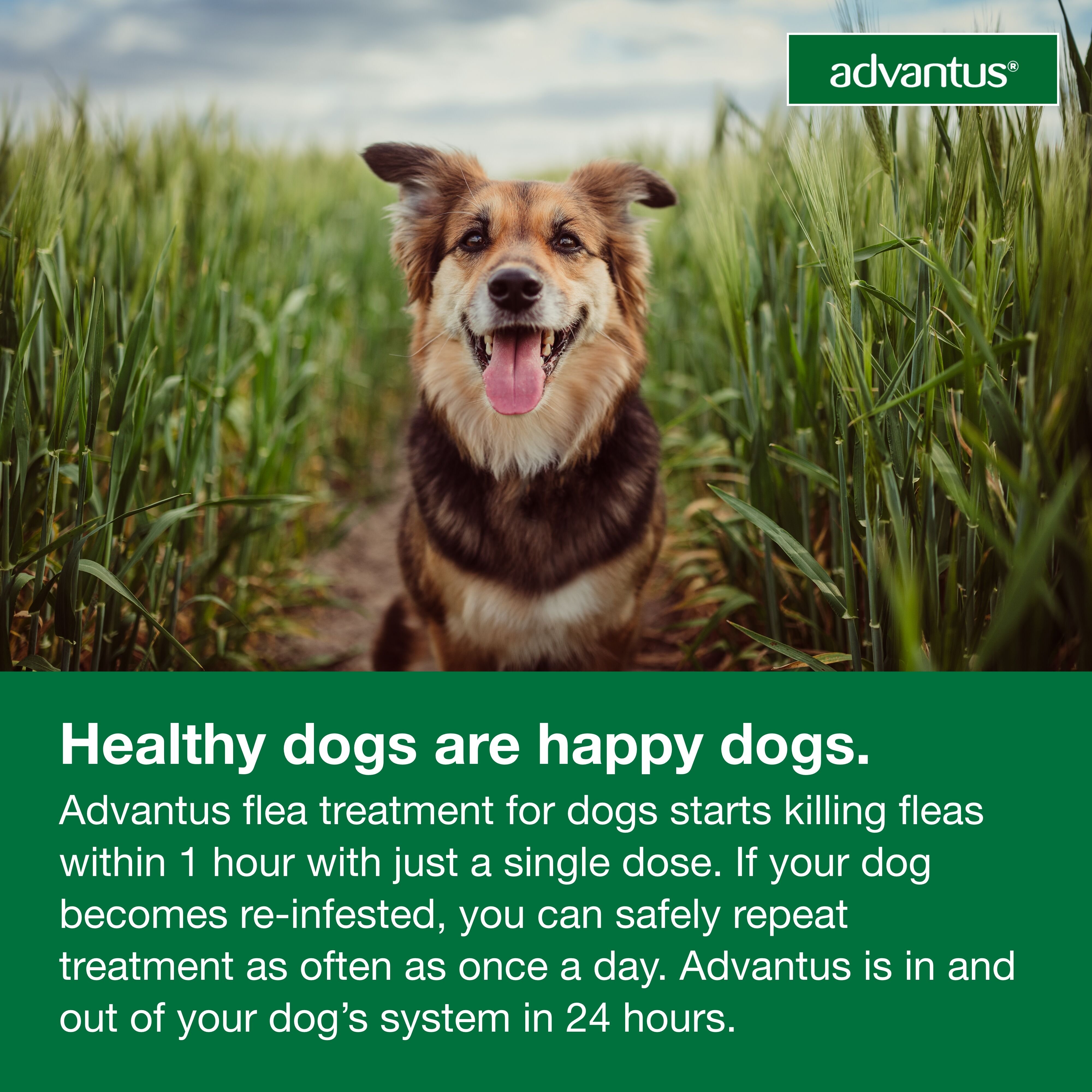 Chewable Flea Treatment