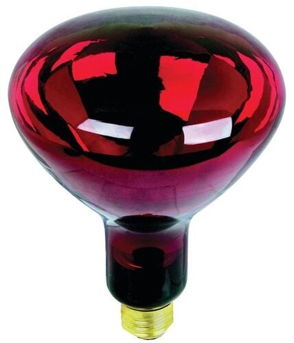 120 V, 250 W Incandescent Lamp