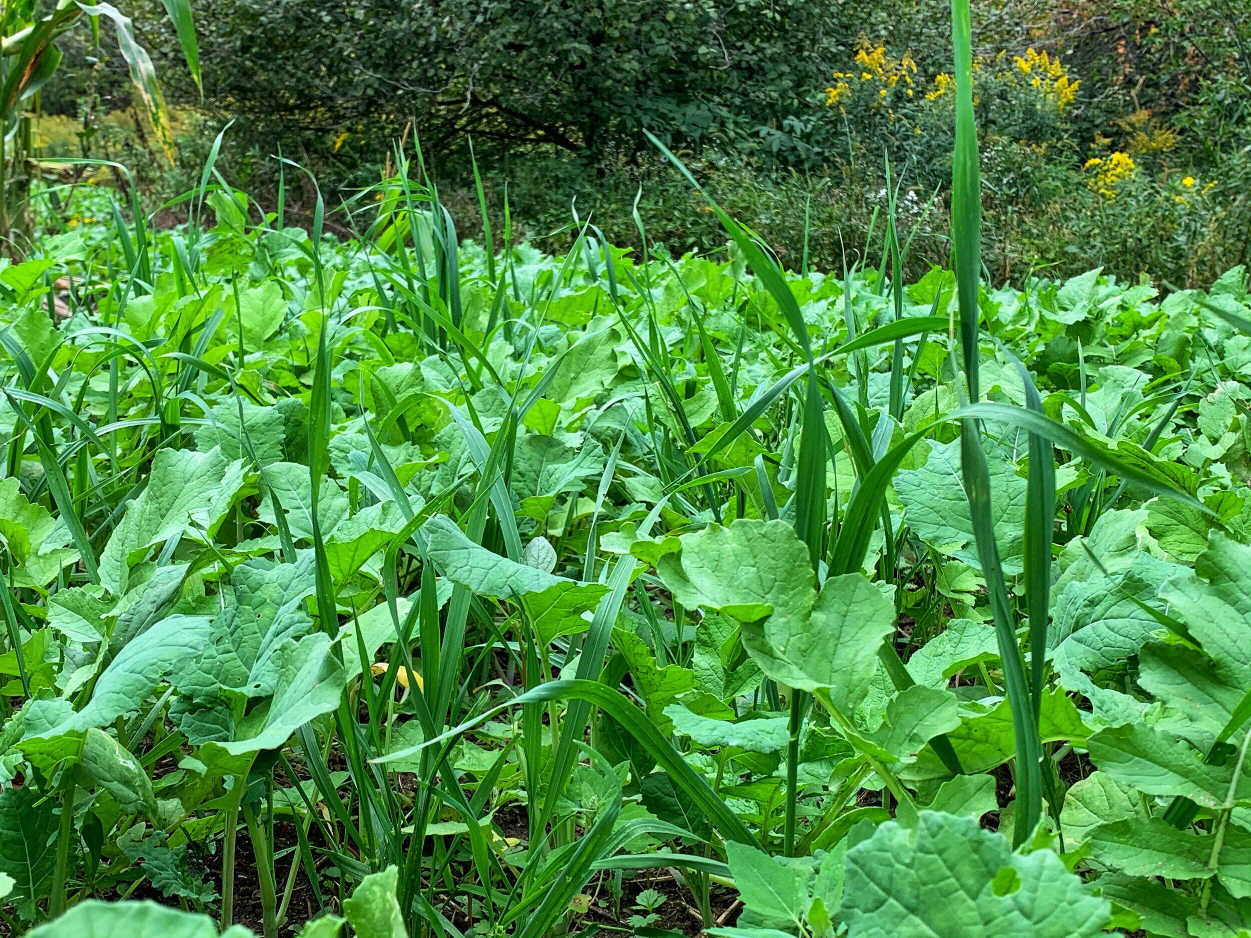 Domain Outdoor Green Machine Food Plot Seed - 1/4 Acre