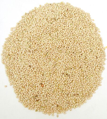 White Millet - Sold by the lb