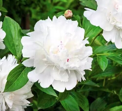 White Peony