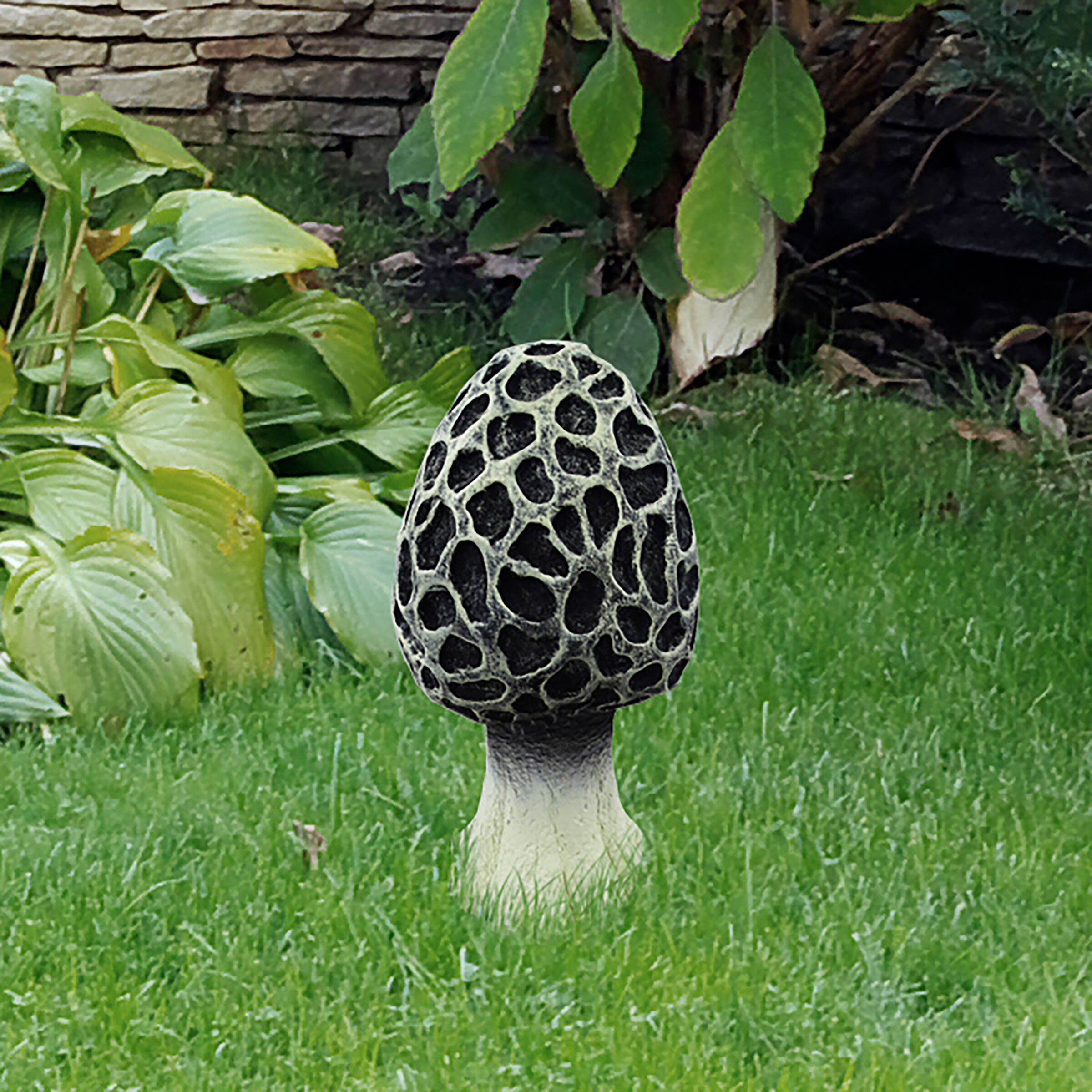 mushroom　0224 SCC768S-BK_LS_01.jpg
