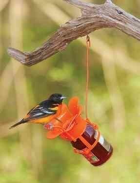 Jelly Jam Bird Feeder