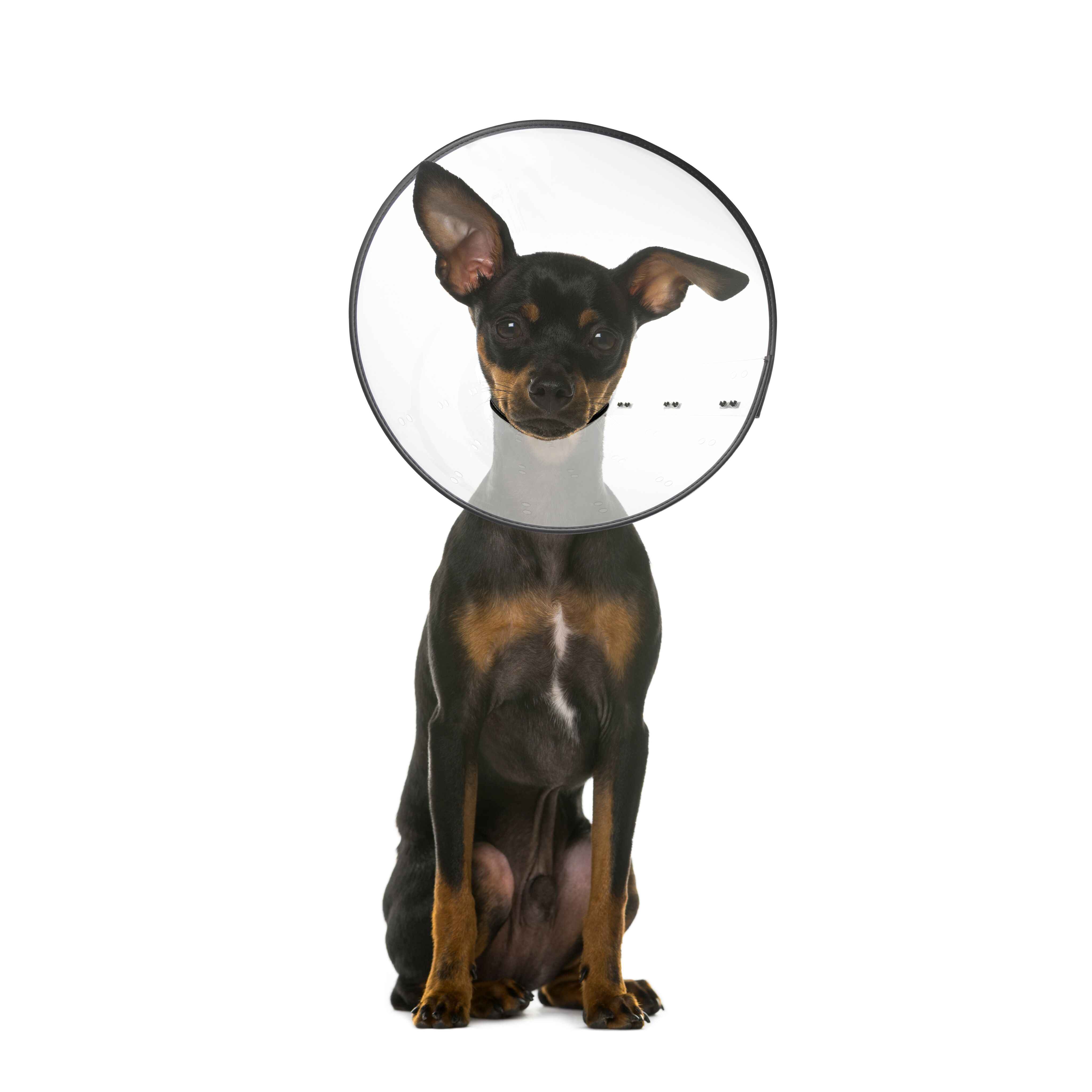 E-Clear Recovery Neck Collar for Dogs