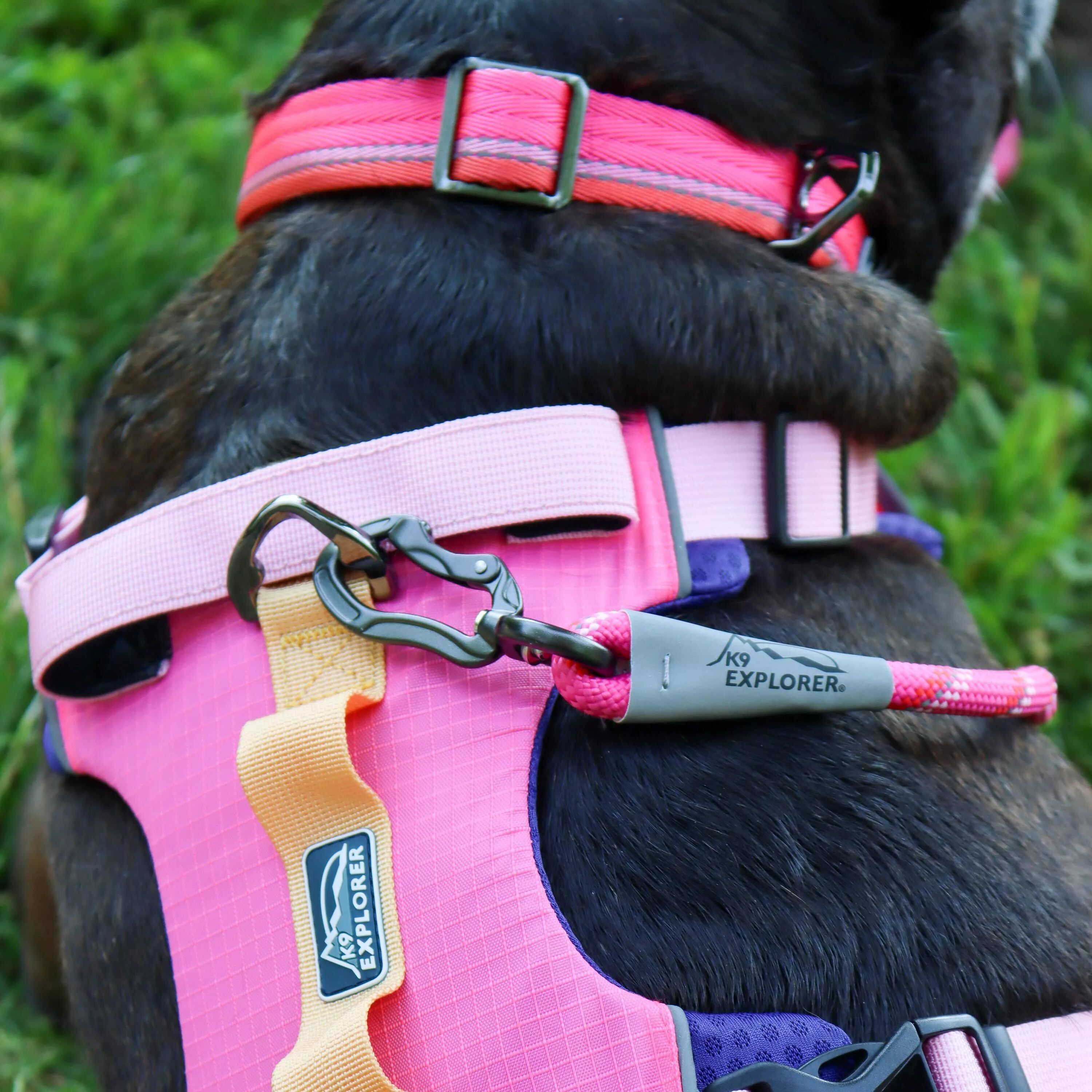 Coastal K-9 Explorer Reflective Dog Leash – Padded Handle, 6ft Strong Nylon, Reflective Stitching, Campfire Orange – For Active Dogs & Evening Walks