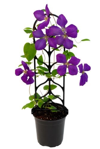 Clematis Vine