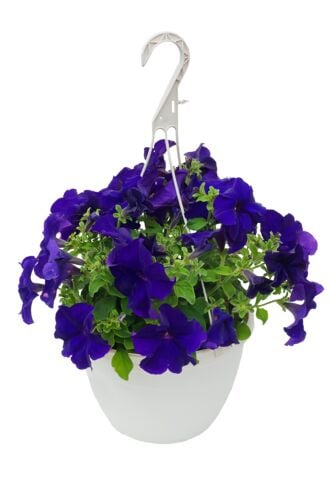 10" Standard Hanging Basket
