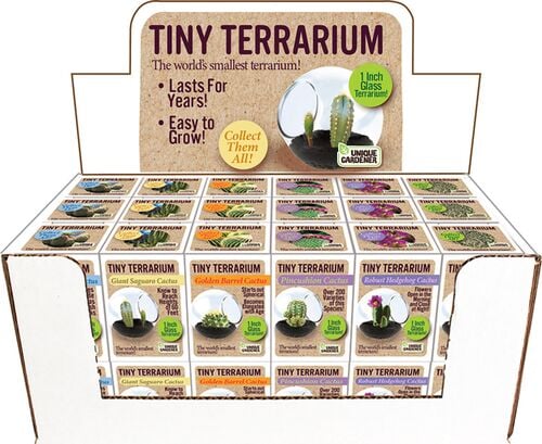 Tiny Terrariums Cactus - Assorted