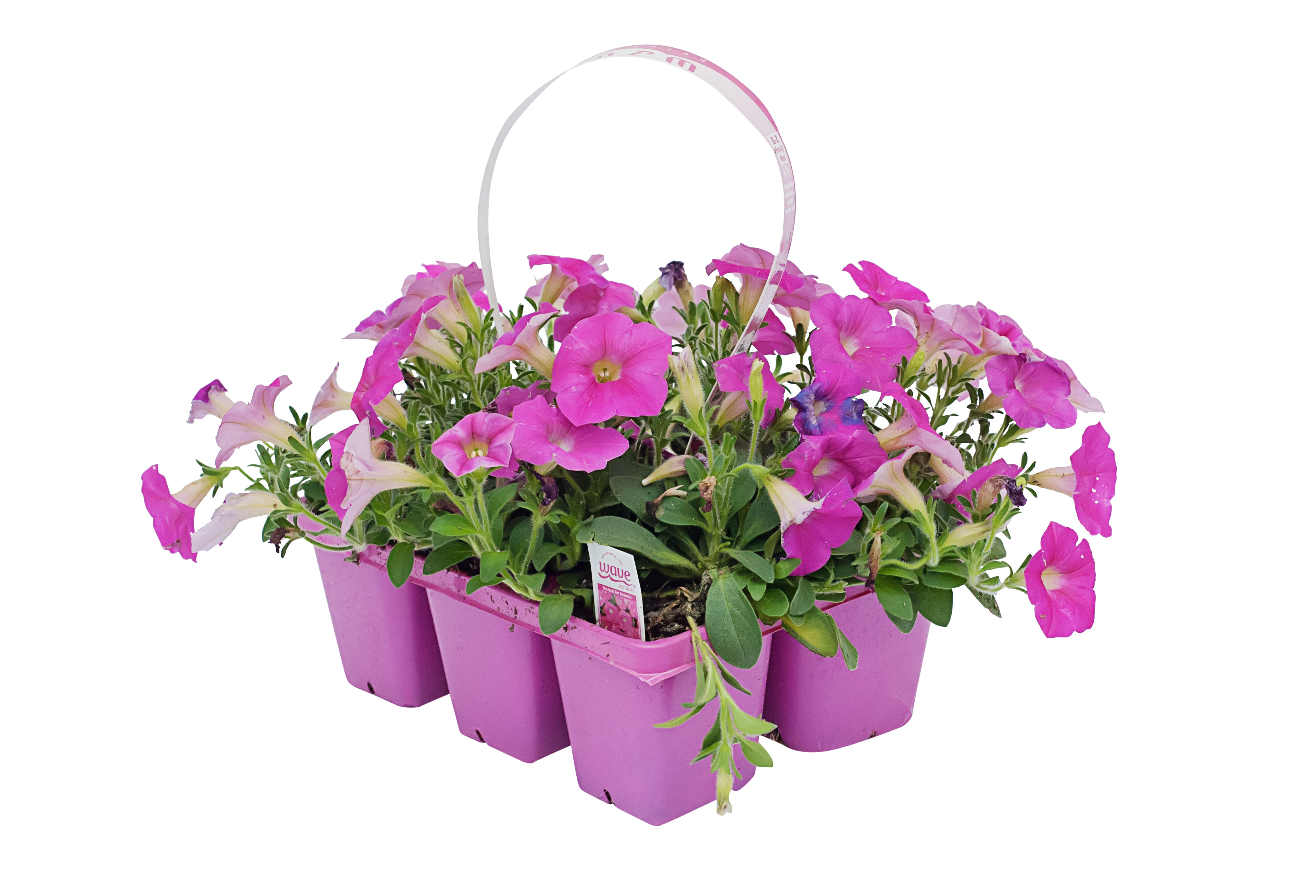 Dan & Jerry's Assorted Wave Petunia Jumbo 6 Pack