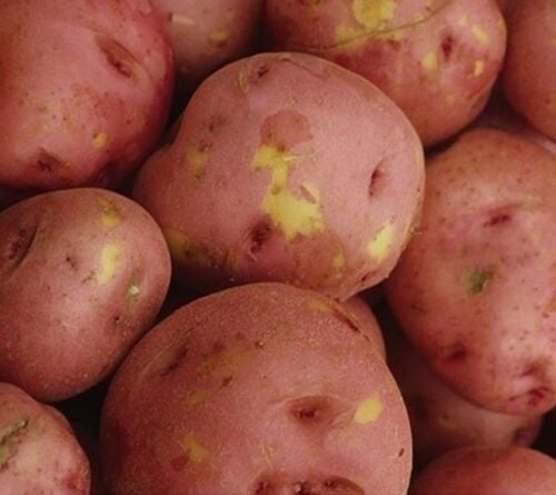 Red Lasoda Seed Potatoes - Sold in Bulk Per Pound