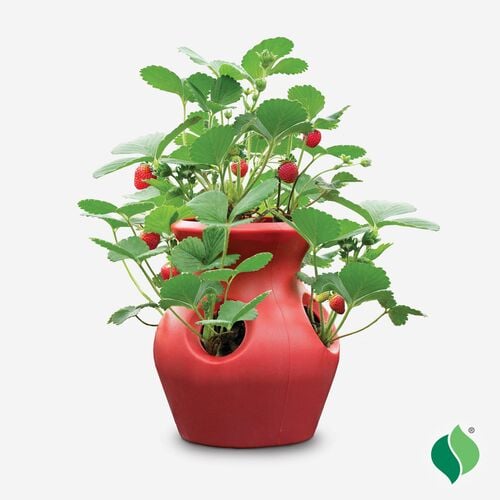 Peek-A-Boo Planter Strawberry Kit