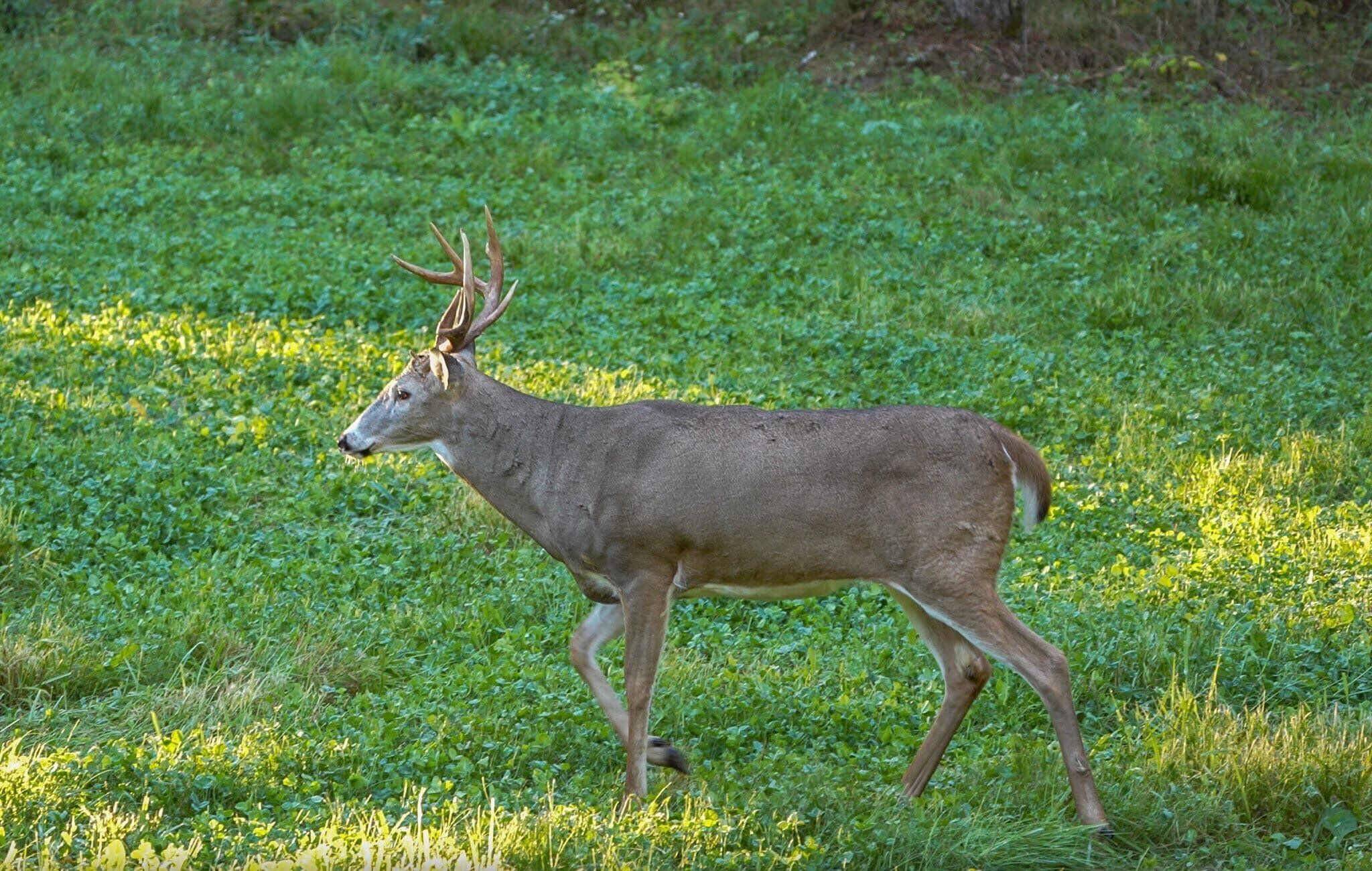 Domain Outdoor Comeback Kid Food Plot Seed - 1/2 Acre