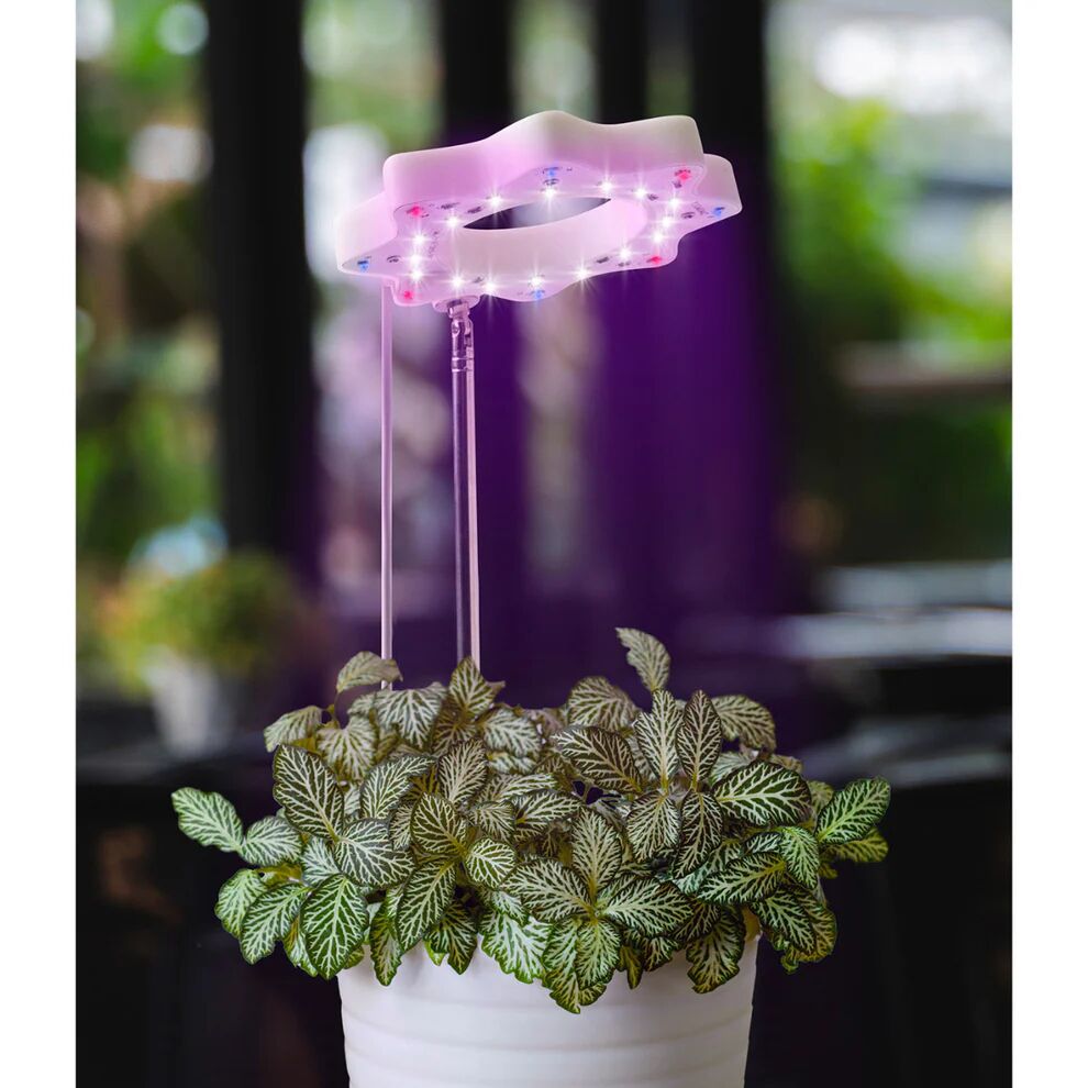 Seed & Sprout Bloomie Indoor Grow Light