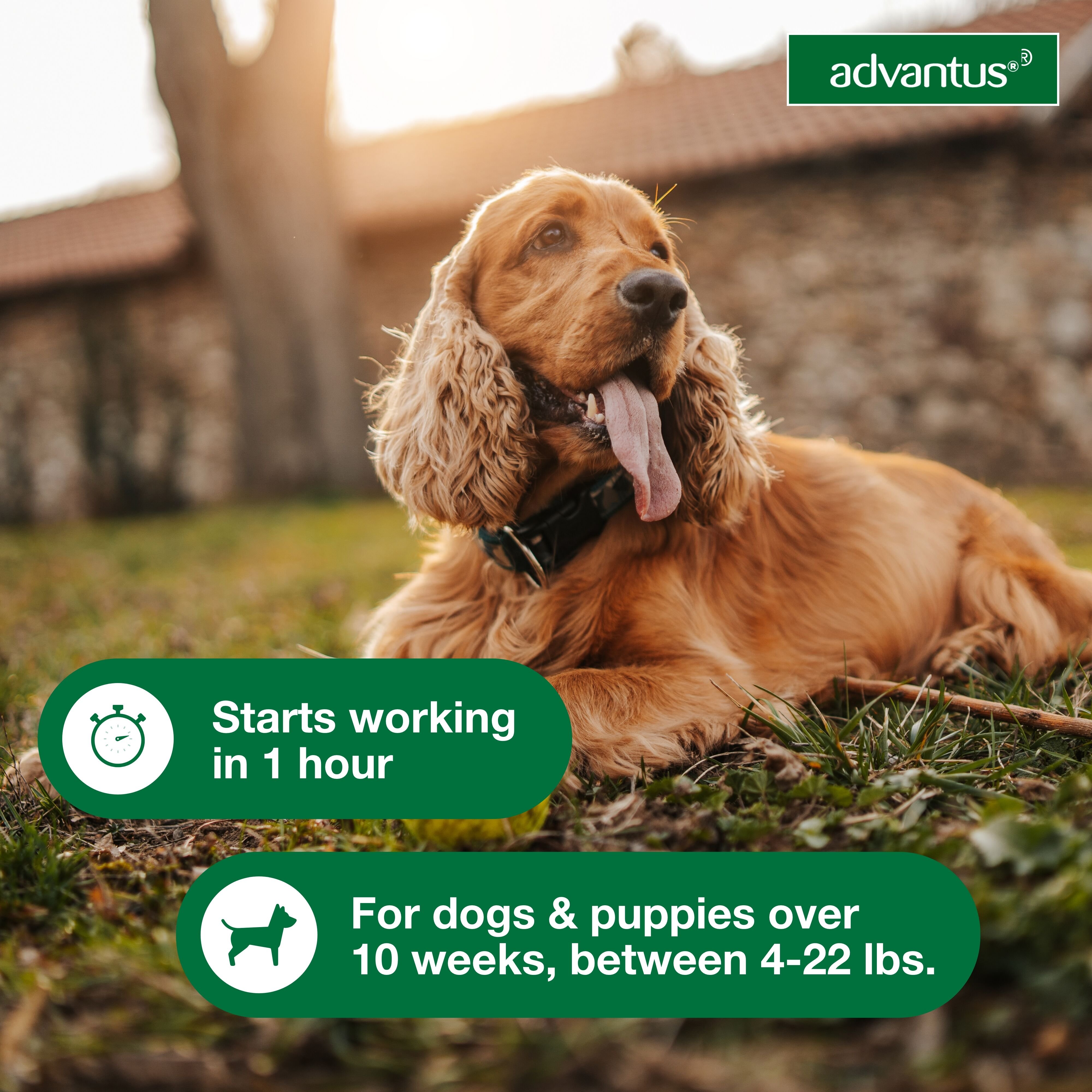 Chewable Flea Treatment
