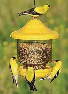 Clingers Only Yellow Bird Feeder
