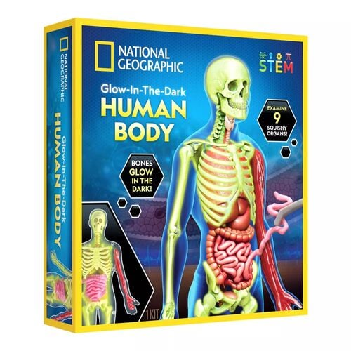 Human Body サイエンス 人体 キット 英語 National Geographic™ Glow-in-the-Dark Human Body at Hamilton Place