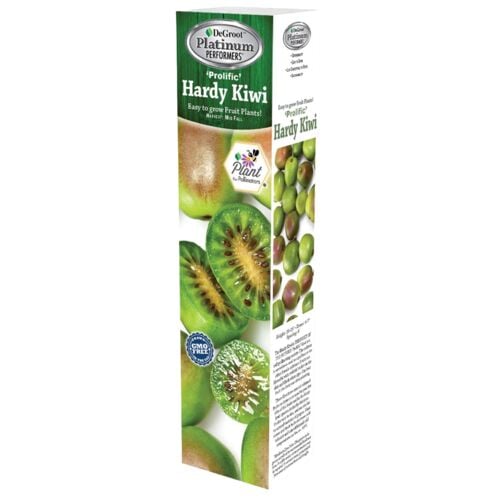 Kiwi Prolific Fruit Plant