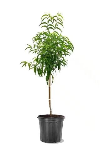 Red Haven Peach Tree