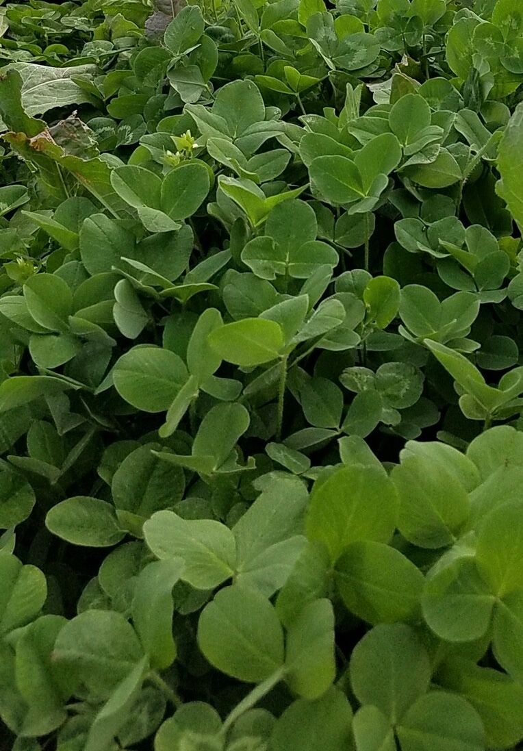 Domain Outdoor Comeback Kid Food Plot Seed - 1/2 Acre