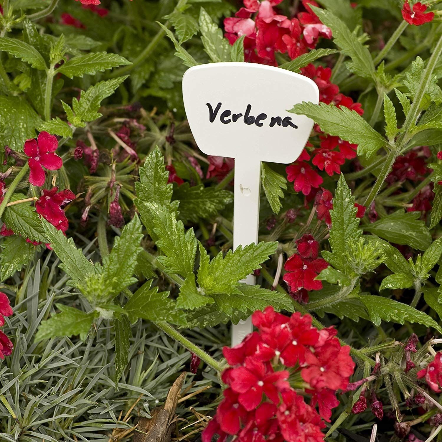 T-Label For Plants - 10 Pack