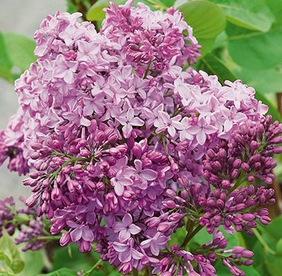 #1 Lilac