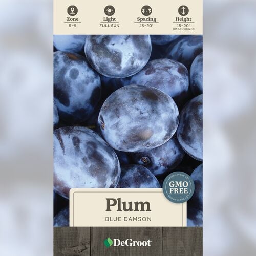 Blue Damson Plum Tree