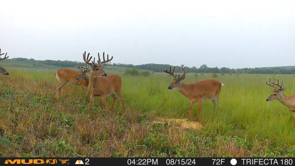 Deer Muddy Trail Cam App Muddy Trifecta 180 Degree Cellular Trail