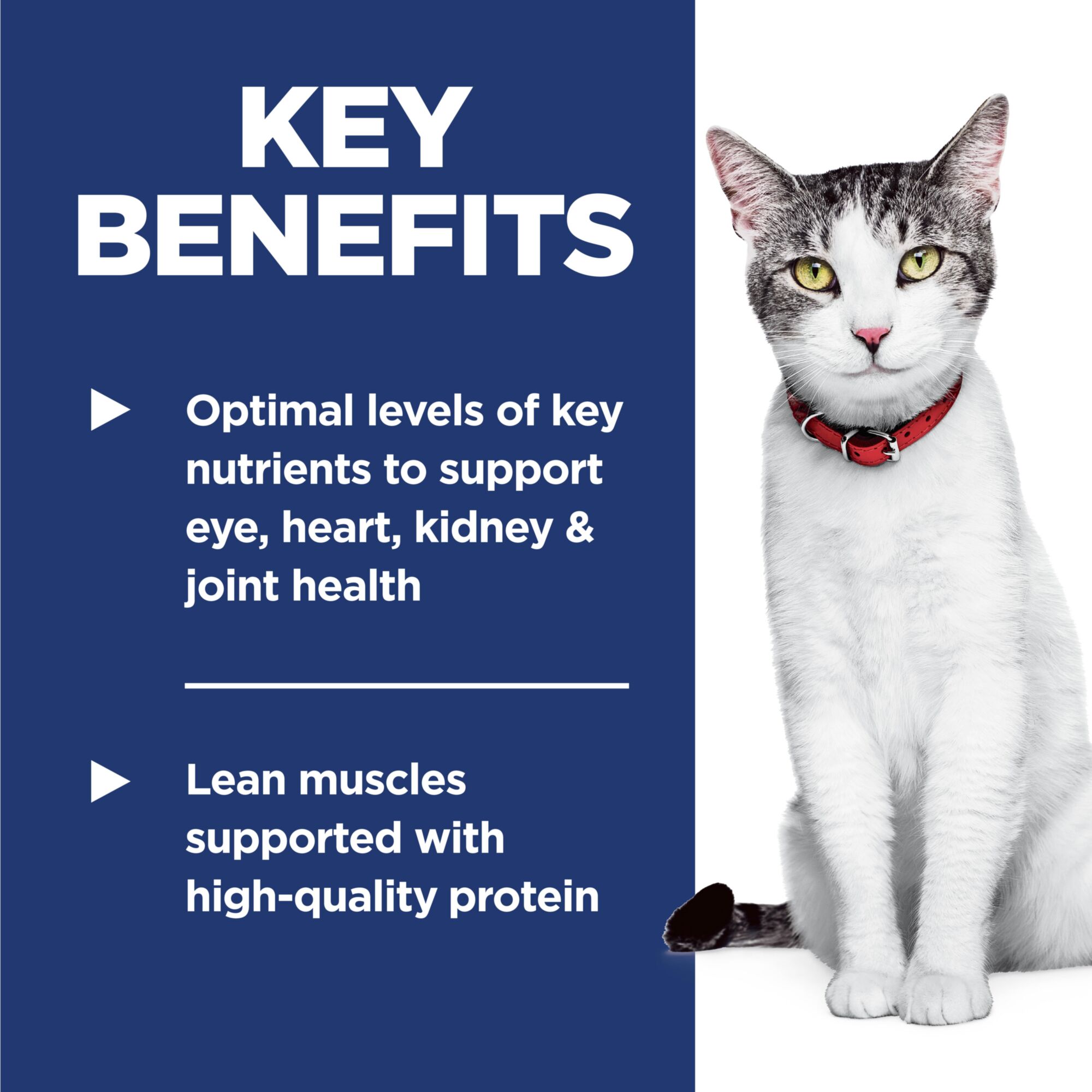 Adult 11+ Chicken Recipe Cat Food
