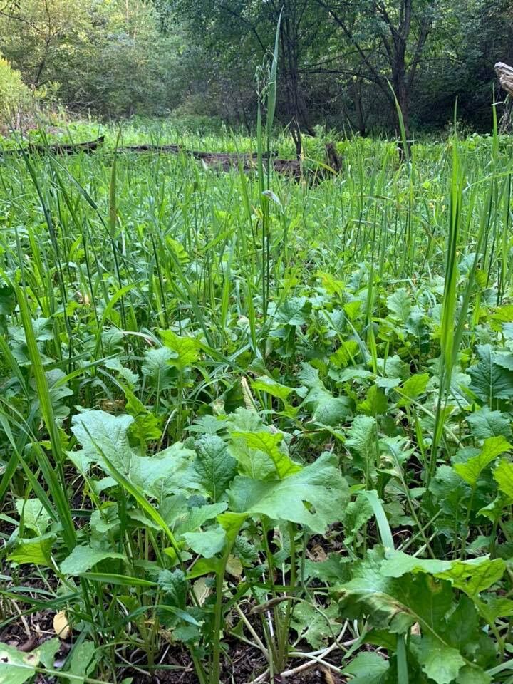 Domain Outdoor Green Machine Food Plot Seed - 1/4 Acre