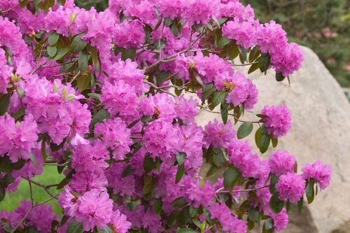 #2 Rhododendron