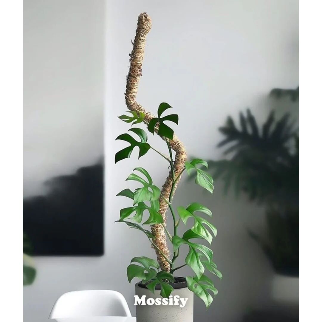 Moss Bendable Plant Pole