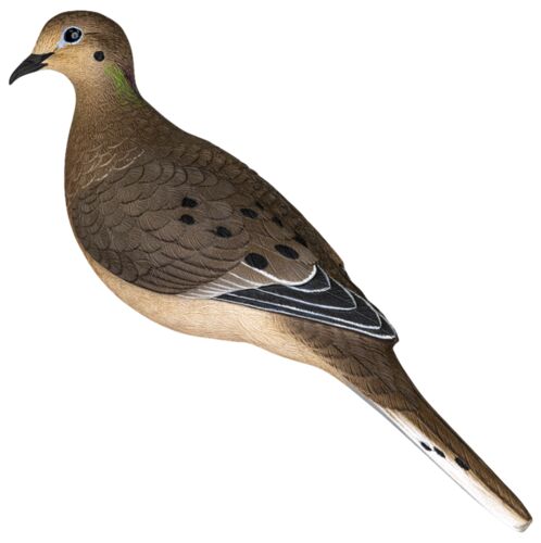  バード　 Dove Avian X AXP Full Body Dove Decoy - 6-Pack
