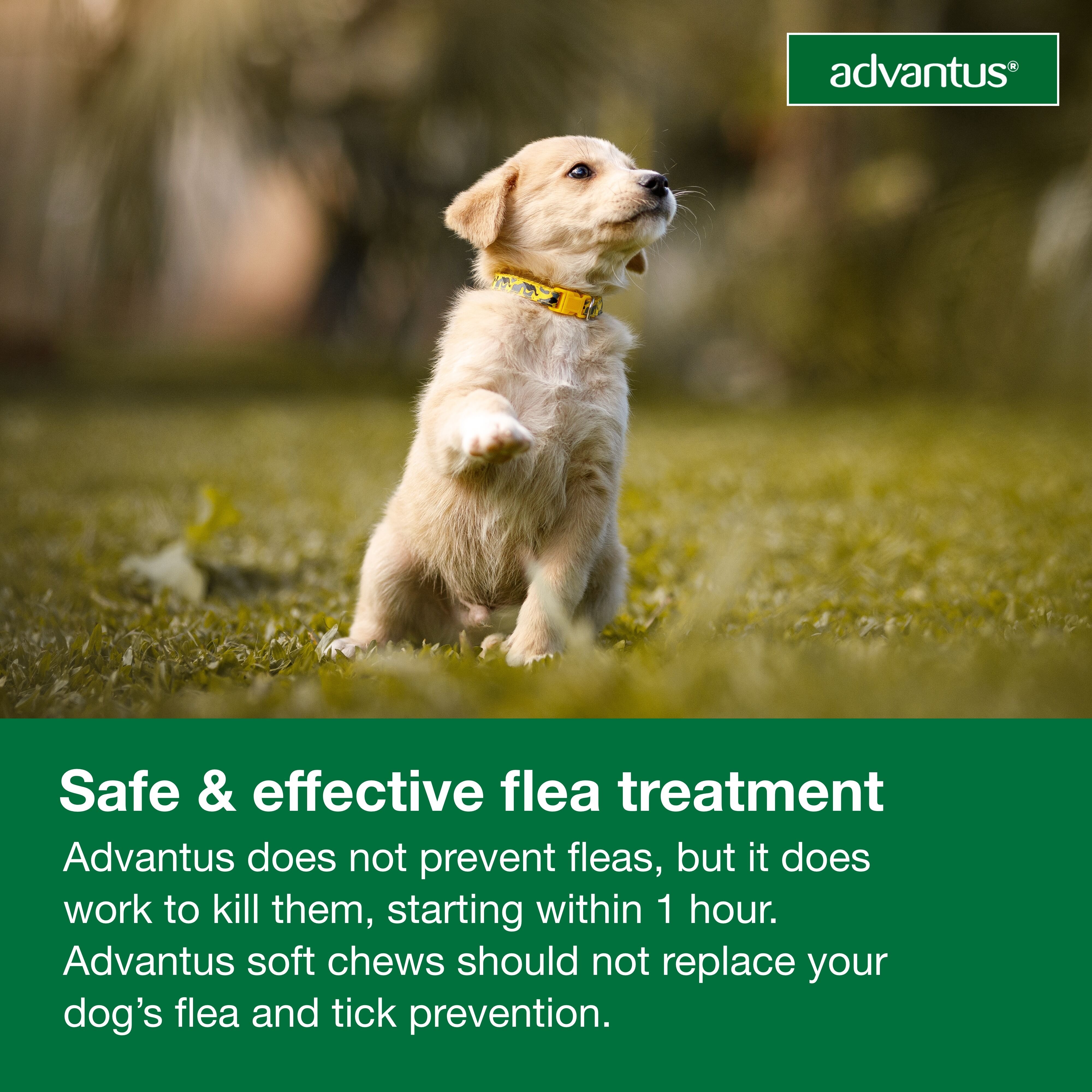 Chewable Flea Treatment