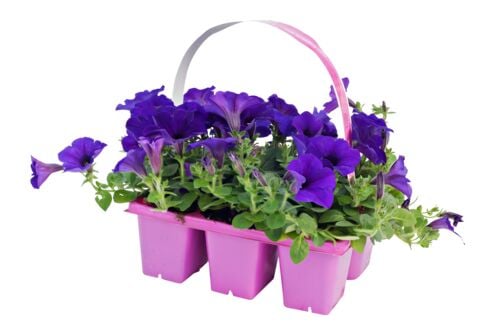 Assorted Wave Petunia Jumbo 6 Pack