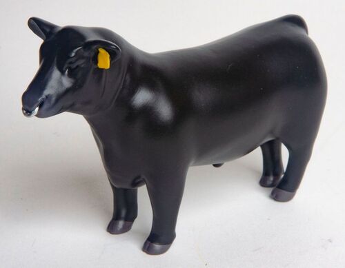 Angus Show Bull with Nose Ring