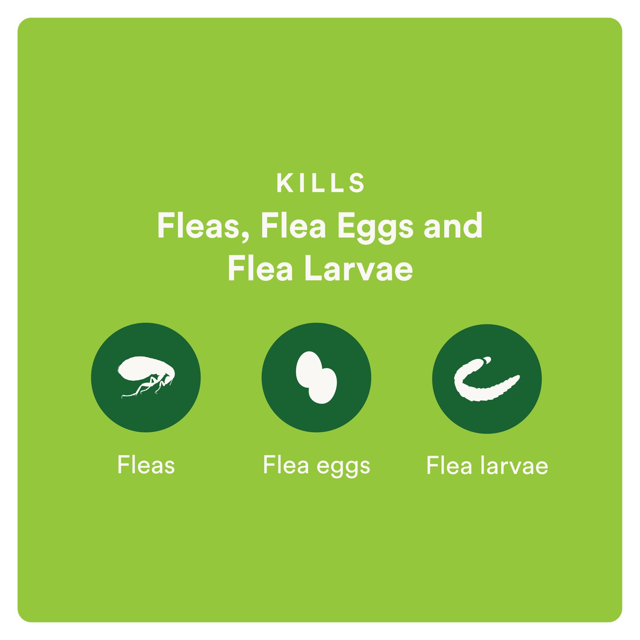 Plus Flea Protection for Cats