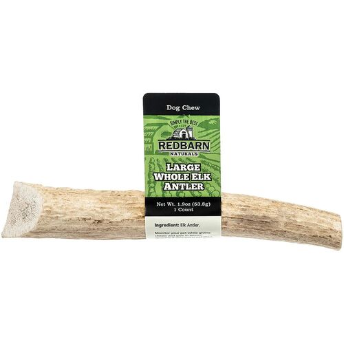Whole Elk Antler - Large