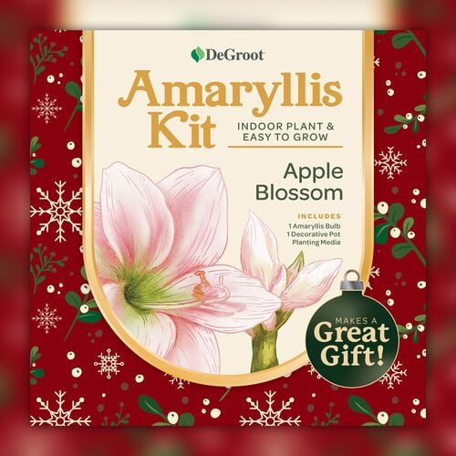 Amaryllis 'Red Lion' Kit