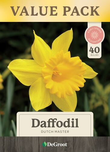 Dutch Master Daffodils - 40 Bulbs