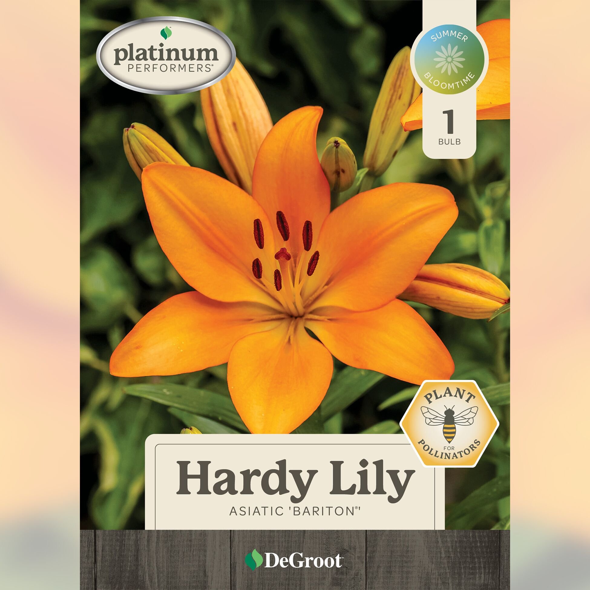 DeGroot Hardy Lily - Asiatic 'Bariton'