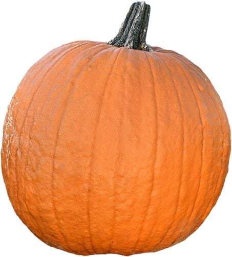 Live Pumpkin