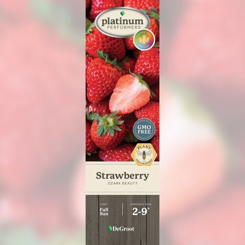 Strawberry - Ozark Beauty