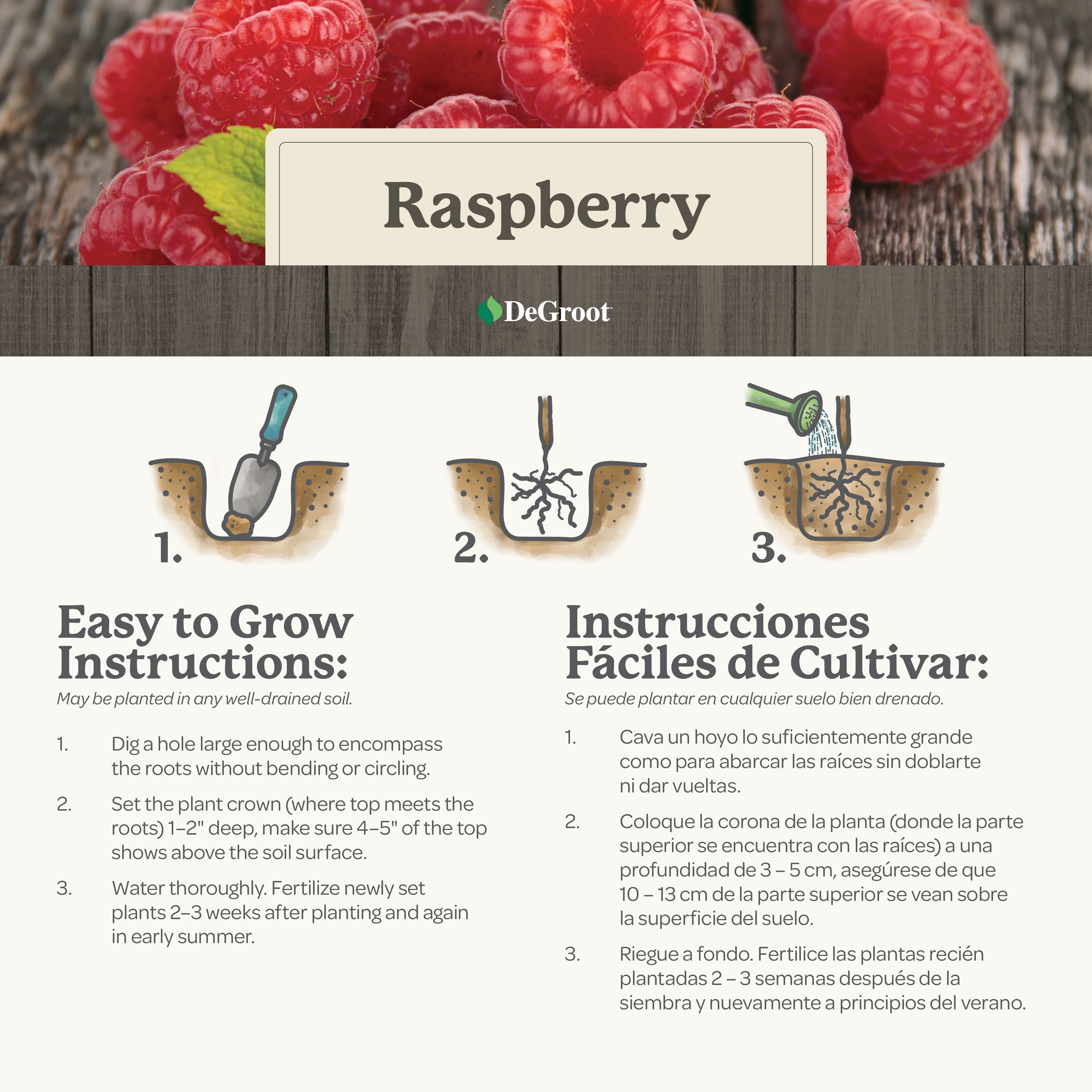 How To Draw A Raspberry Bush Easy