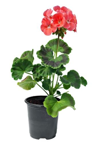 Seed Geranium