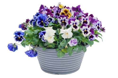 10" Pansy Planter