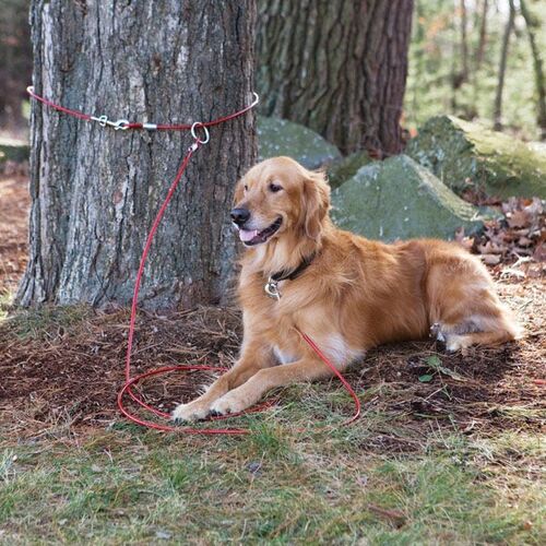 10' L Belt/Cable Large Pet Tie Out Belt