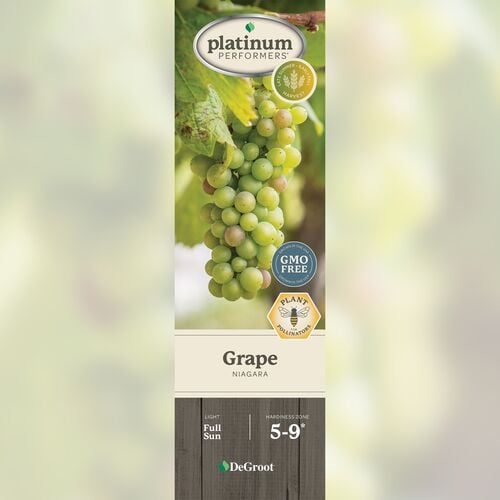 Grape - Niagara