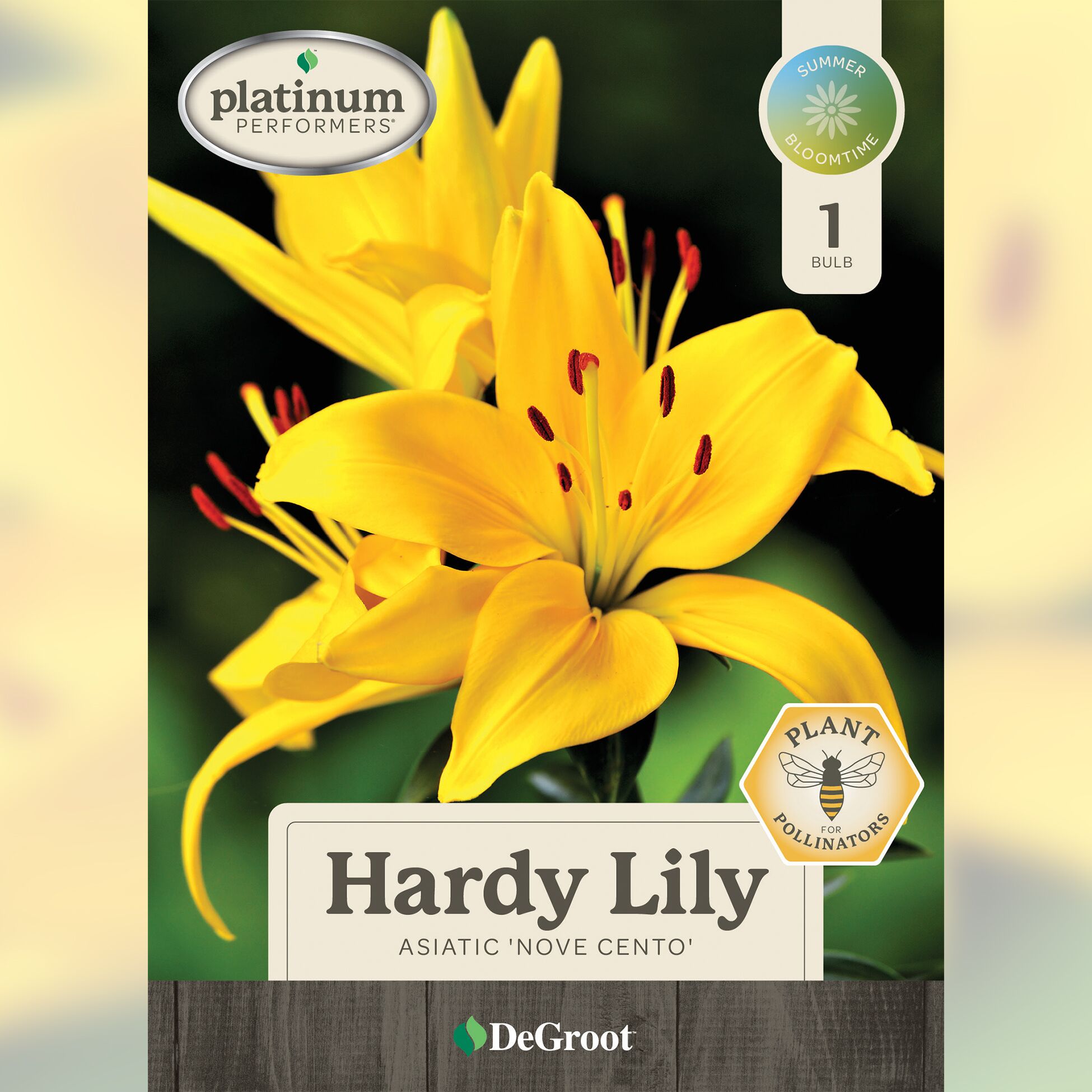 DeGroot Hardy Lily - Asiatic 'Nove Cento'