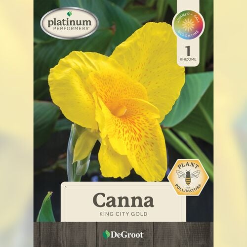 Canna - King City Gold
