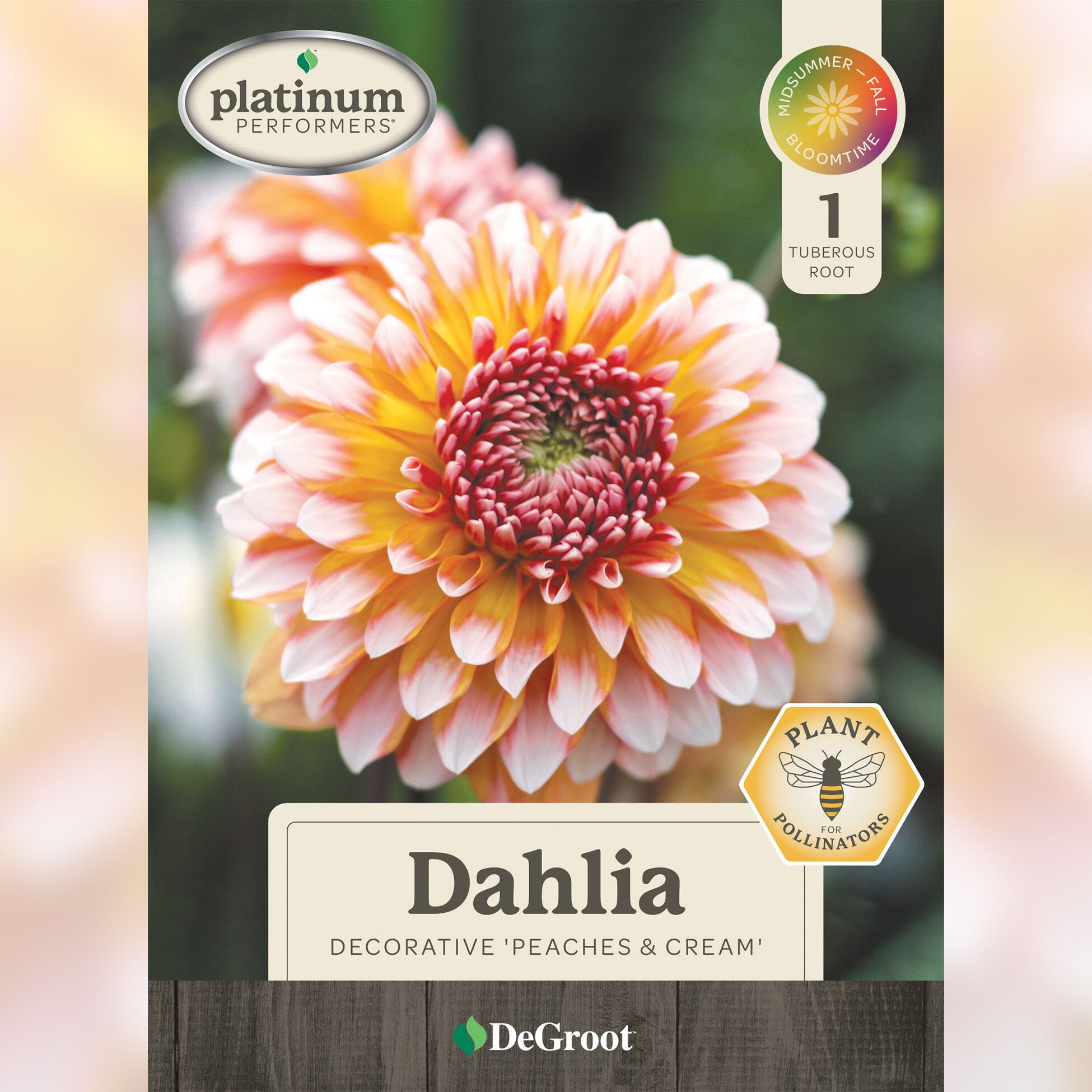 DeGroot Decorative Dahlia - Peaches & Cream 1 Tuberous Root